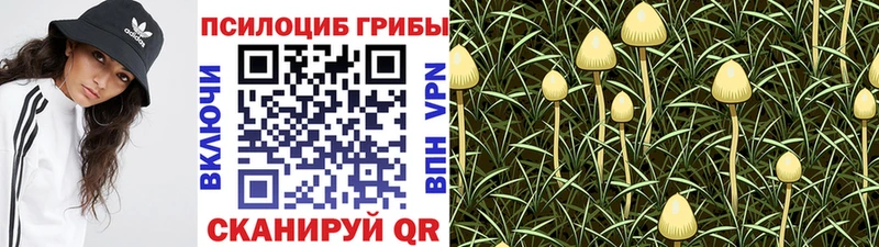 хочу   Городец  hydra сайт  Псилоцибиновые грибы GOLDEN TEACHER 